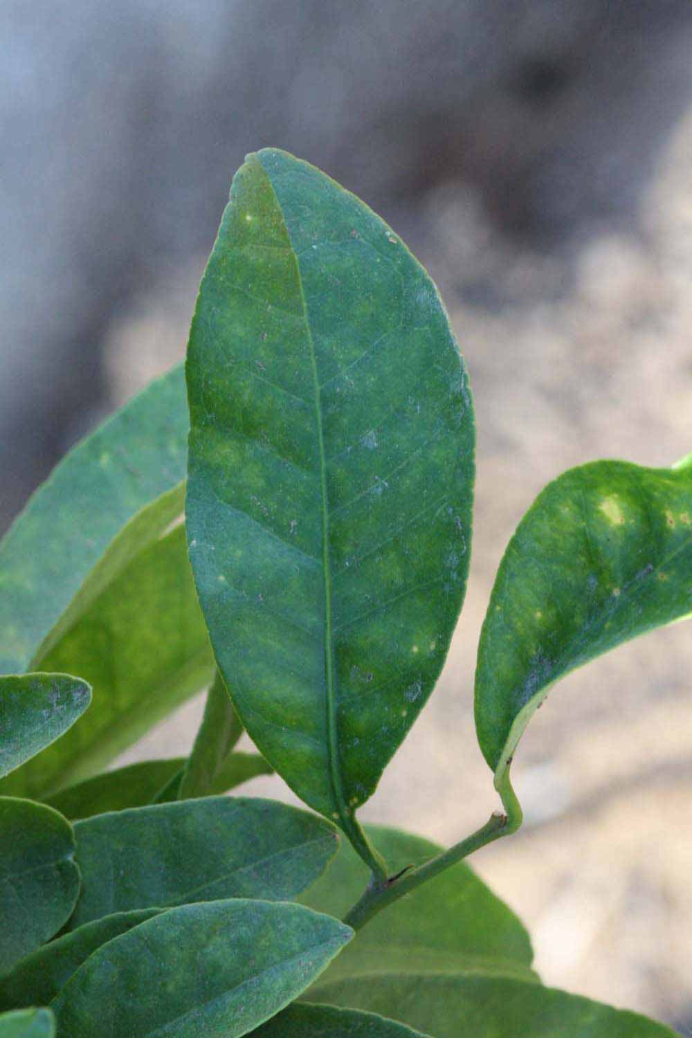              Unifoliolate leaf (Riverside, CA)       